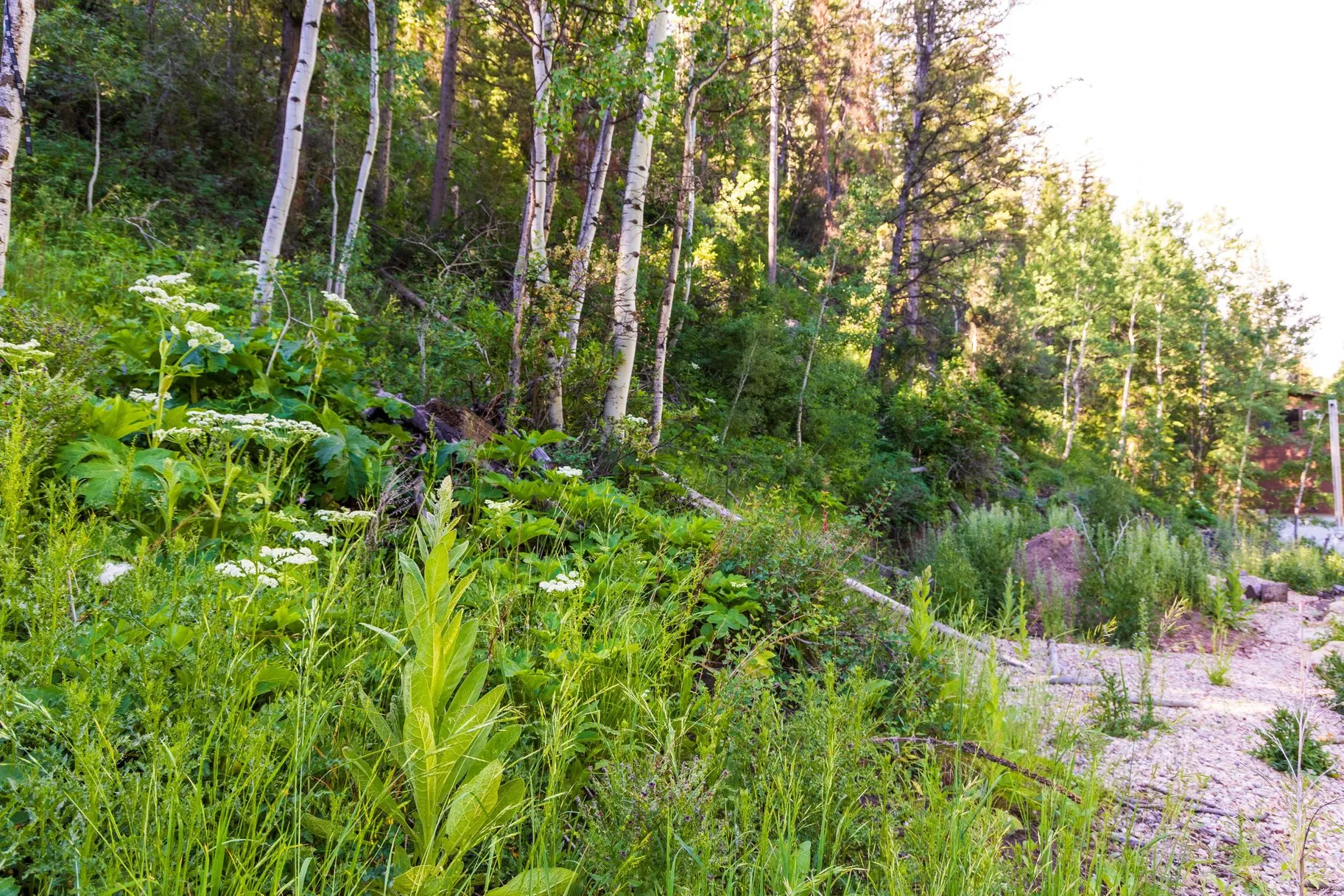 Wooded hillside property featuring a mix of mature deciduous and evergreen trees, with dense groundcover and flowering plants