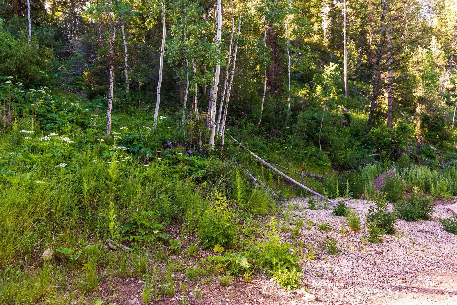 Gently sloping natural landscape featuring a mix of mature deciduous and evergreen trees, dense undergrowth, and wild foliage