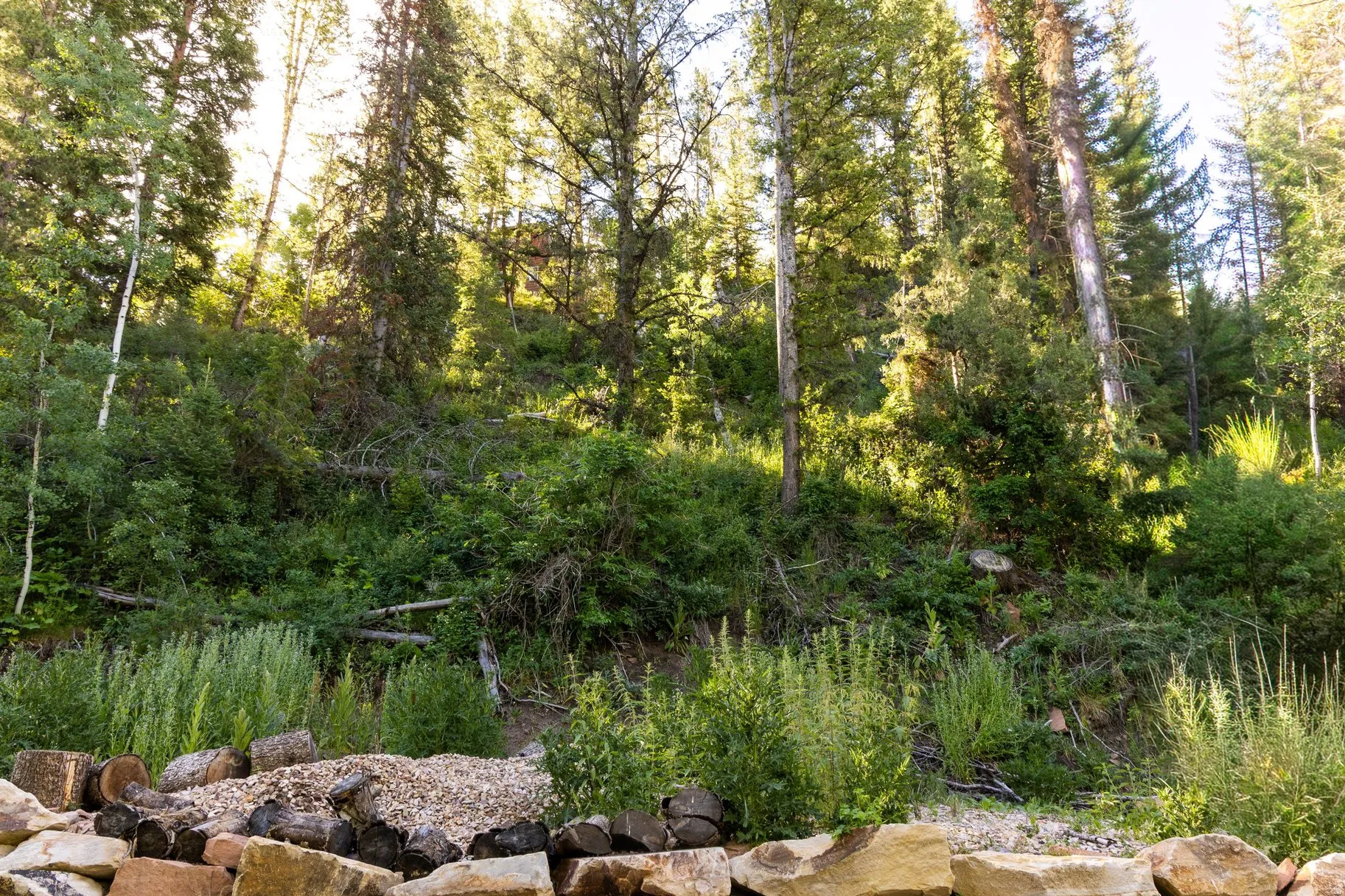 Natural treeline with diverse evergreen and deciduous trees