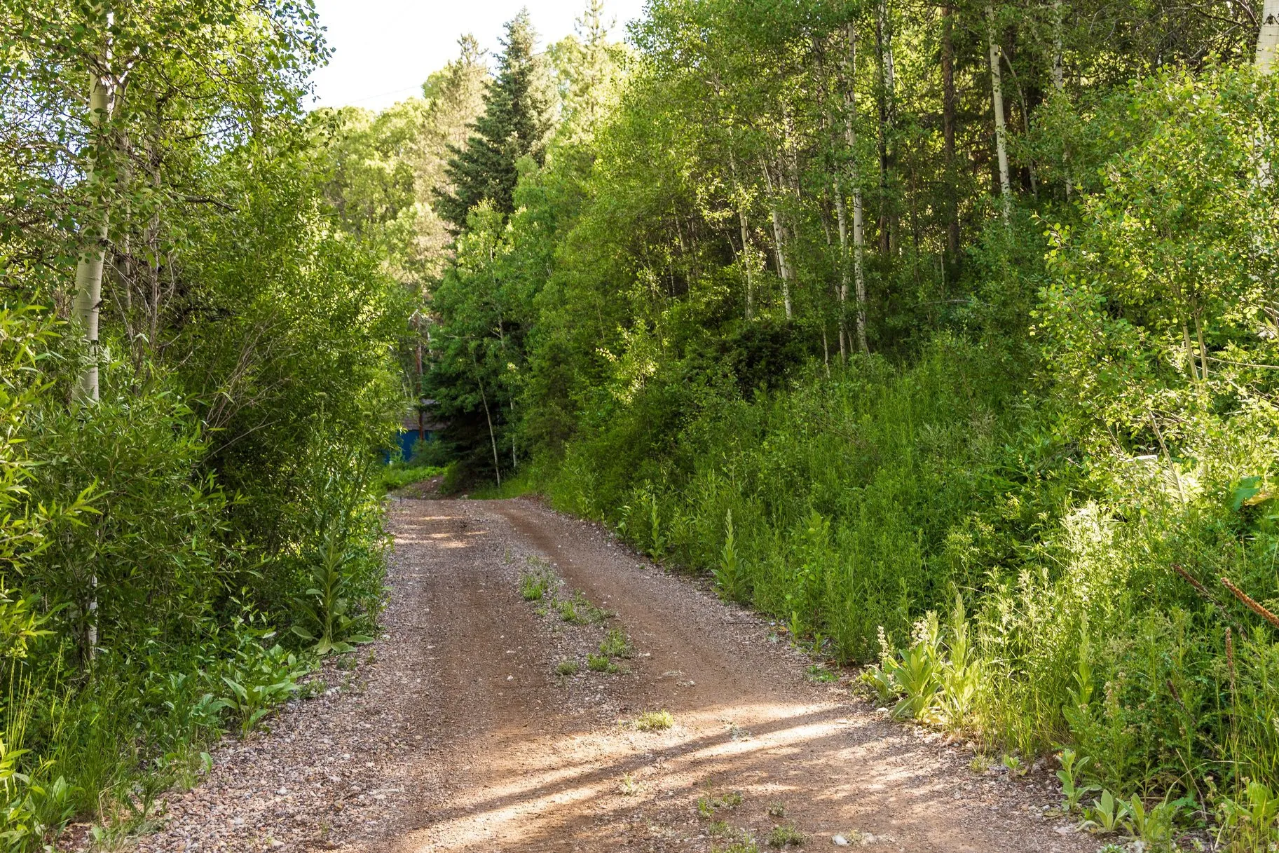 Gravel driveway surrounded by abundant green foliage and mature trees, offering a secluded natural setting