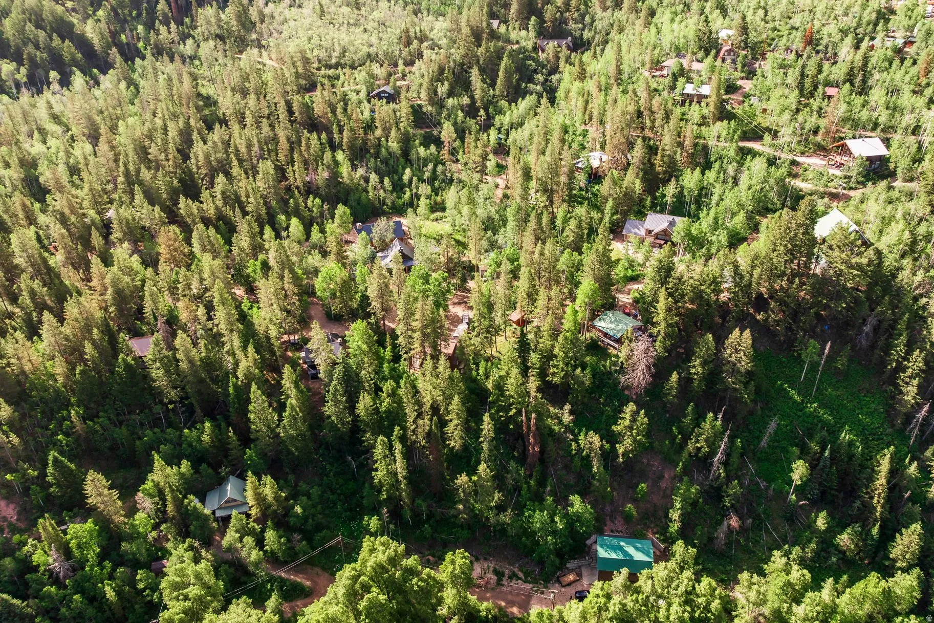 Lush, mature tree coverage surrounding multiple properties