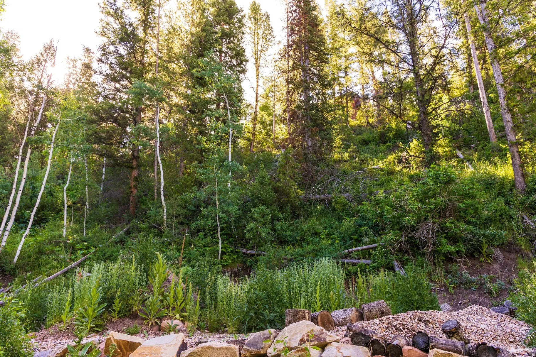Mature trees and varied foliage create a natural setting