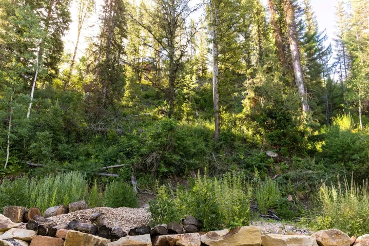 Natural treeline with diverse evergreen and deciduous trees
