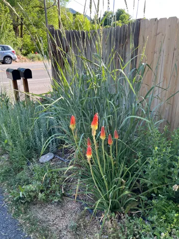Landscaped border featuring vibrant red-orange flowers and tall ornamental grasses