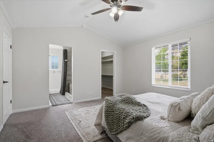Vaulted ceilings with a ceiling fan, window with horizontal blinds, gray carpet flooring, en-suite bathroom access, and walk-in closet access