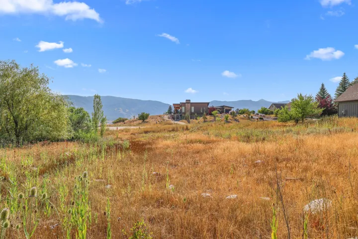 Expansive natural landscape featuring a mix of golden grasses and green foliage