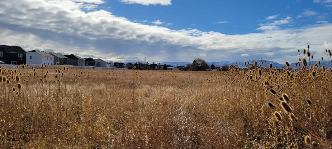 Expansive open field featuring golden grasses and natural vegetation, offering a broad natural landscape