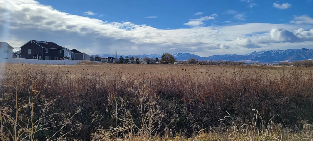Expansive open field with natural grasses