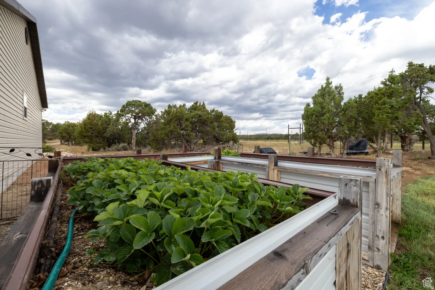 Multiple raised garden beds featuring established greenery, surrounded by natural landscaping and mature trees