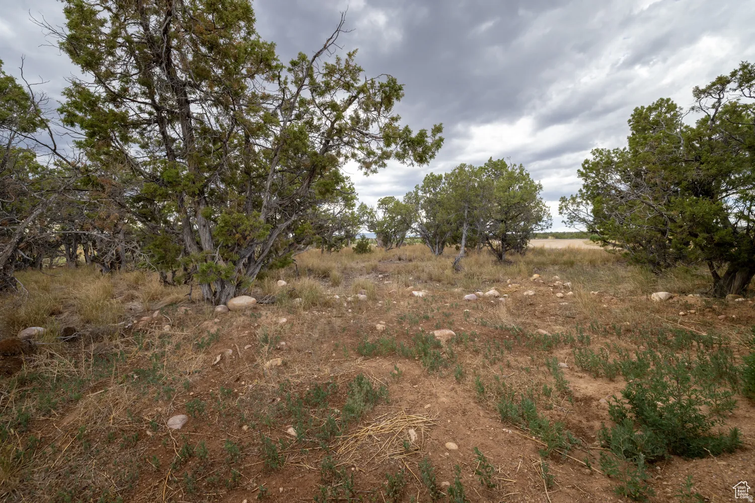 Expansive natural terrain featuring mature juniper trees and varied ground cover