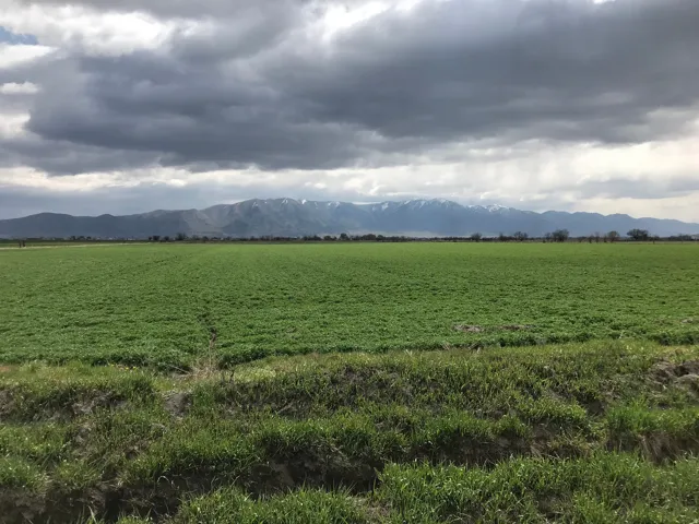 Expansive green field extending to the horizon with distant snow-capped mountains
