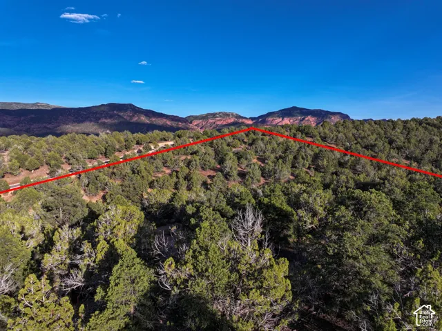 Expansive parcel featuring mature evergreen trees, native vegetation, and mountain backdrop