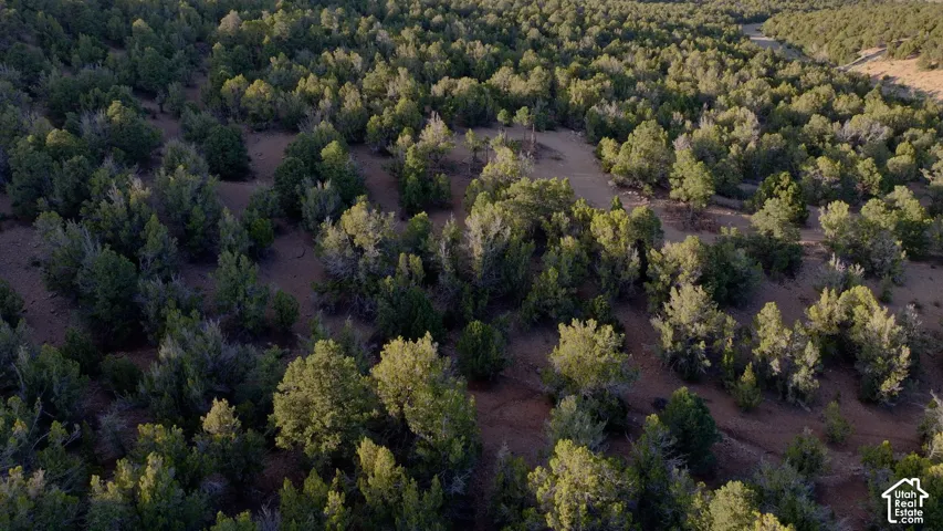 Expansive undeveloped acreage featuring mature evergreen trees, native shrubbery, and natural desert topography