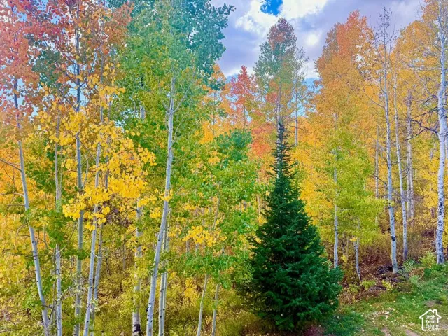 Expansive natural landscape with a dense collection of deciduous trees displaying vibrant fall foliage in shades of yellow, orange, and green