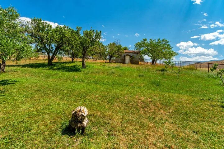 Expansive grassy terrain featuring mature trees