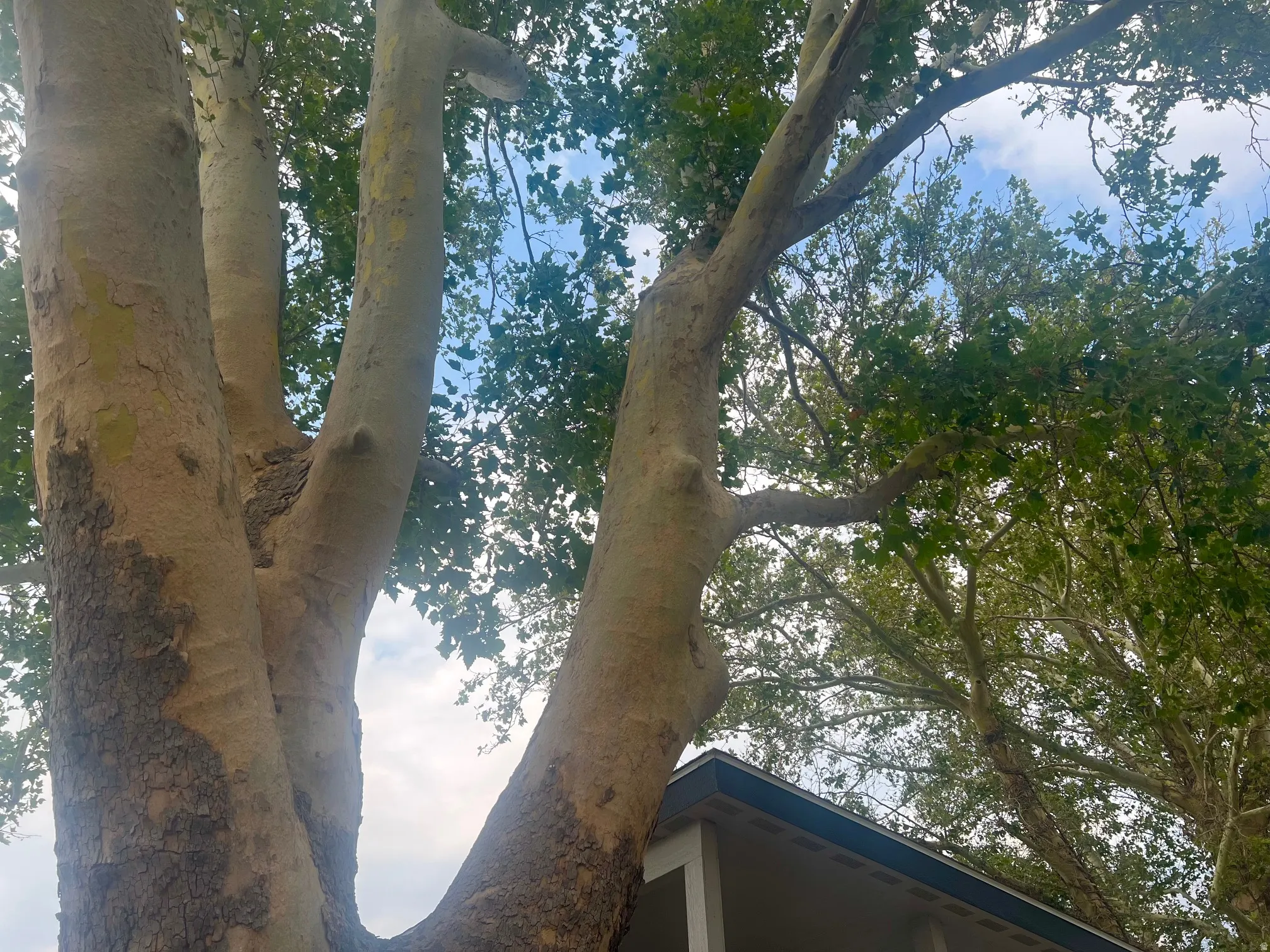 Mature tree featuring textured bark and a substantial canopy of green foliage