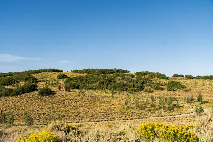 Expansive natural terrain featuring rolling hills, varied green and gold vegetation, scattered deciduous and evergreen trees, and a clear blue sky overhead