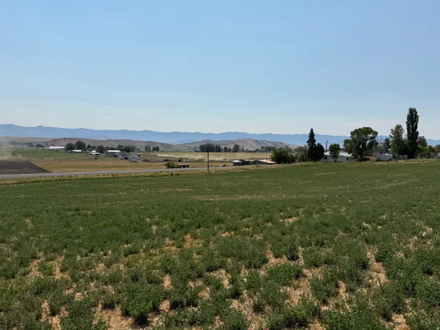 Expansive agricultural field with emerging crops