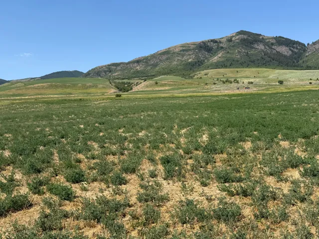 Expansive green fields with distant mountainous terrain under a clear blue sky