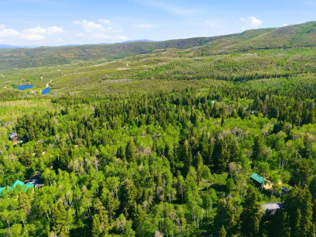 Expansive forested landscape featuring mature trees and distant hills