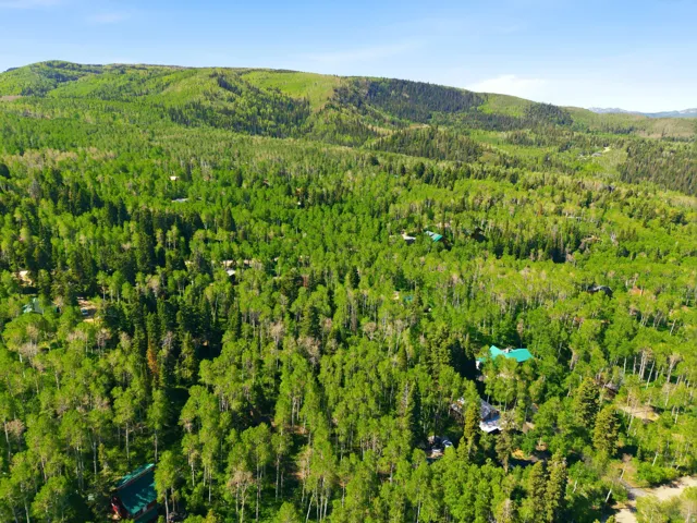 Expansive forested landscape featuring dense evergreen and deciduous trees, with multiple homes nestled within the natural surroundings