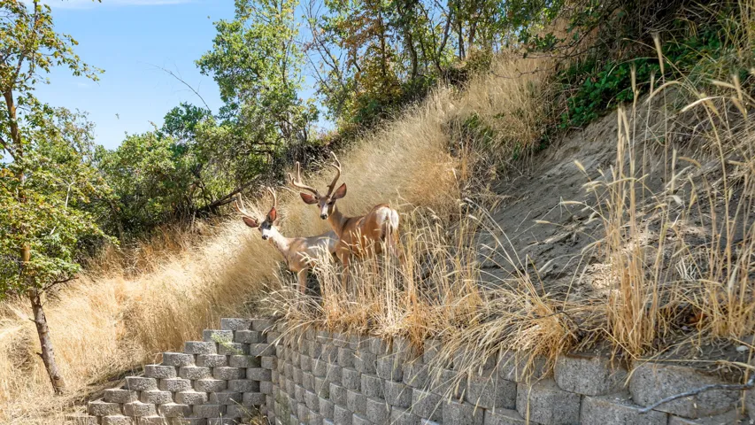 Natural hillside setting with mature native vegetation, decorative retaining wall elements, and deer wildlife on the property
