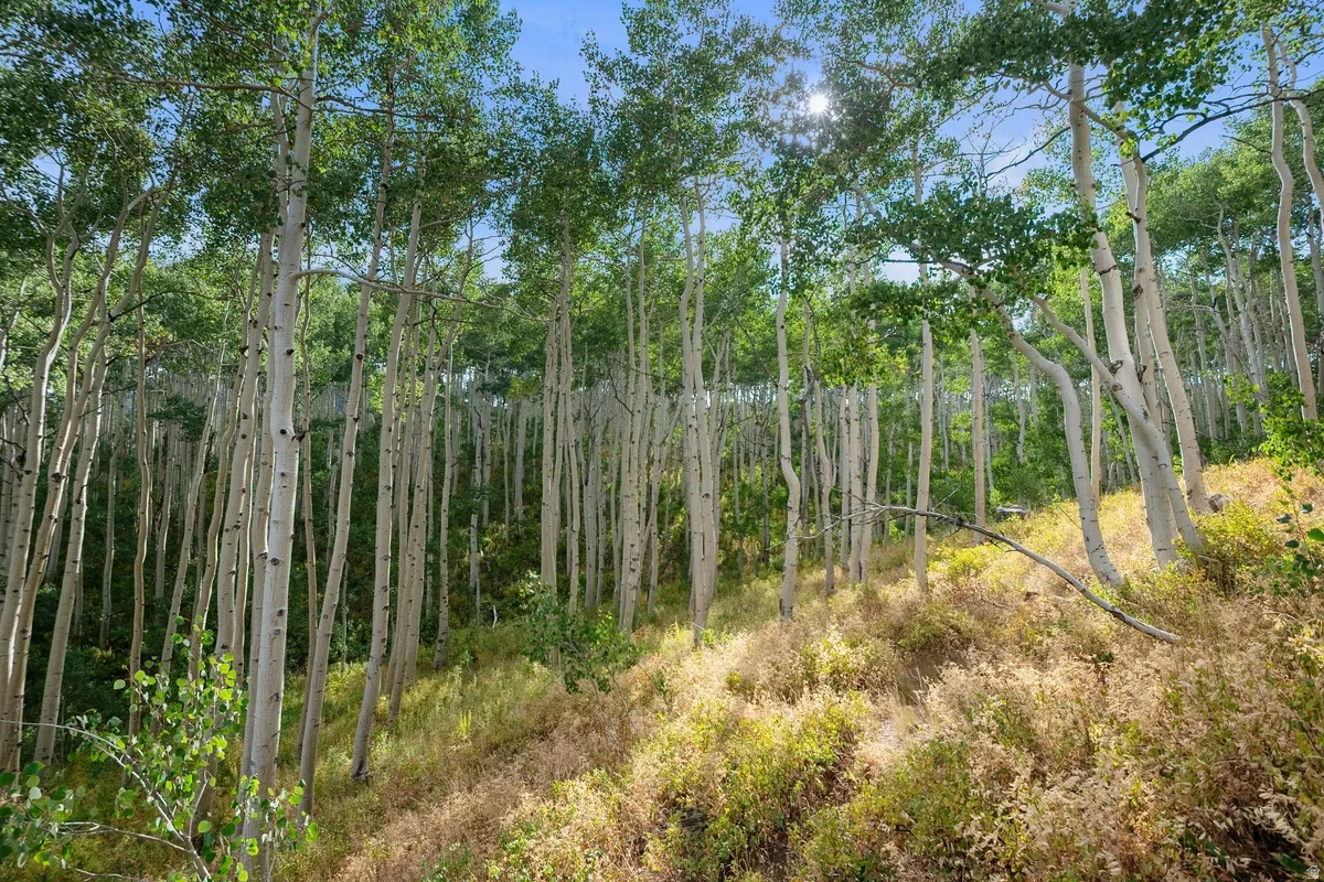 Dense natural landscaping featuring numerous mature aspen trees with white trunks and green foliage
