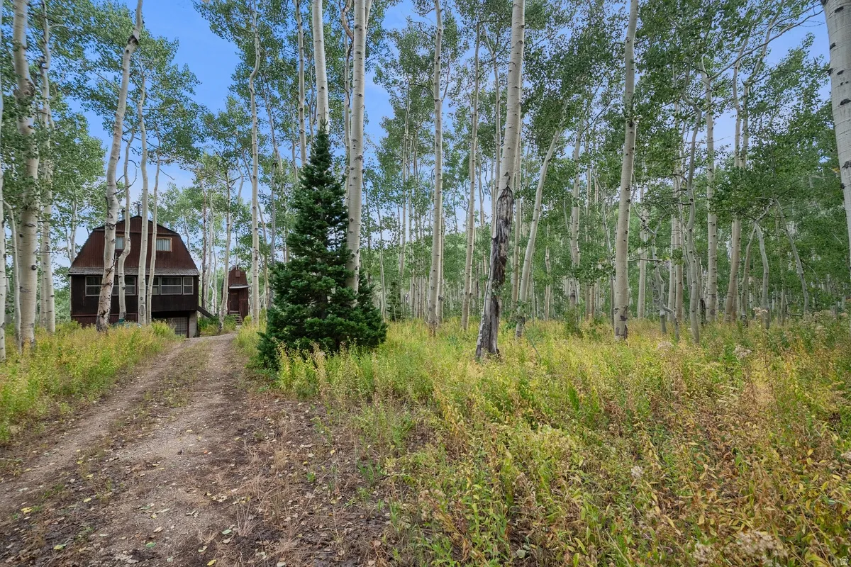 Secluded gambrel roof dwelling surrounded by dense aspen trees and natural foliage