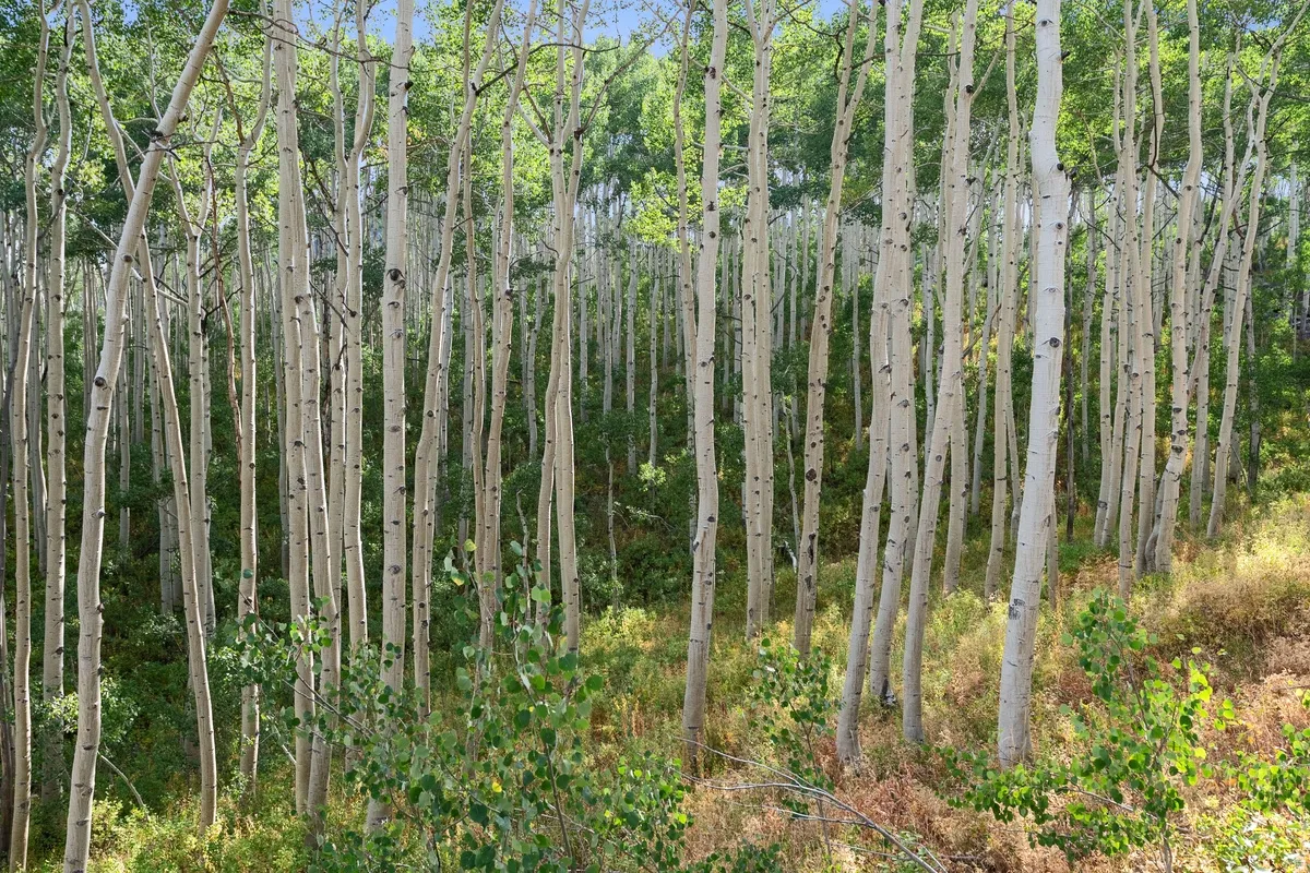 Dense grove of aspen trees with white bark and green foliage