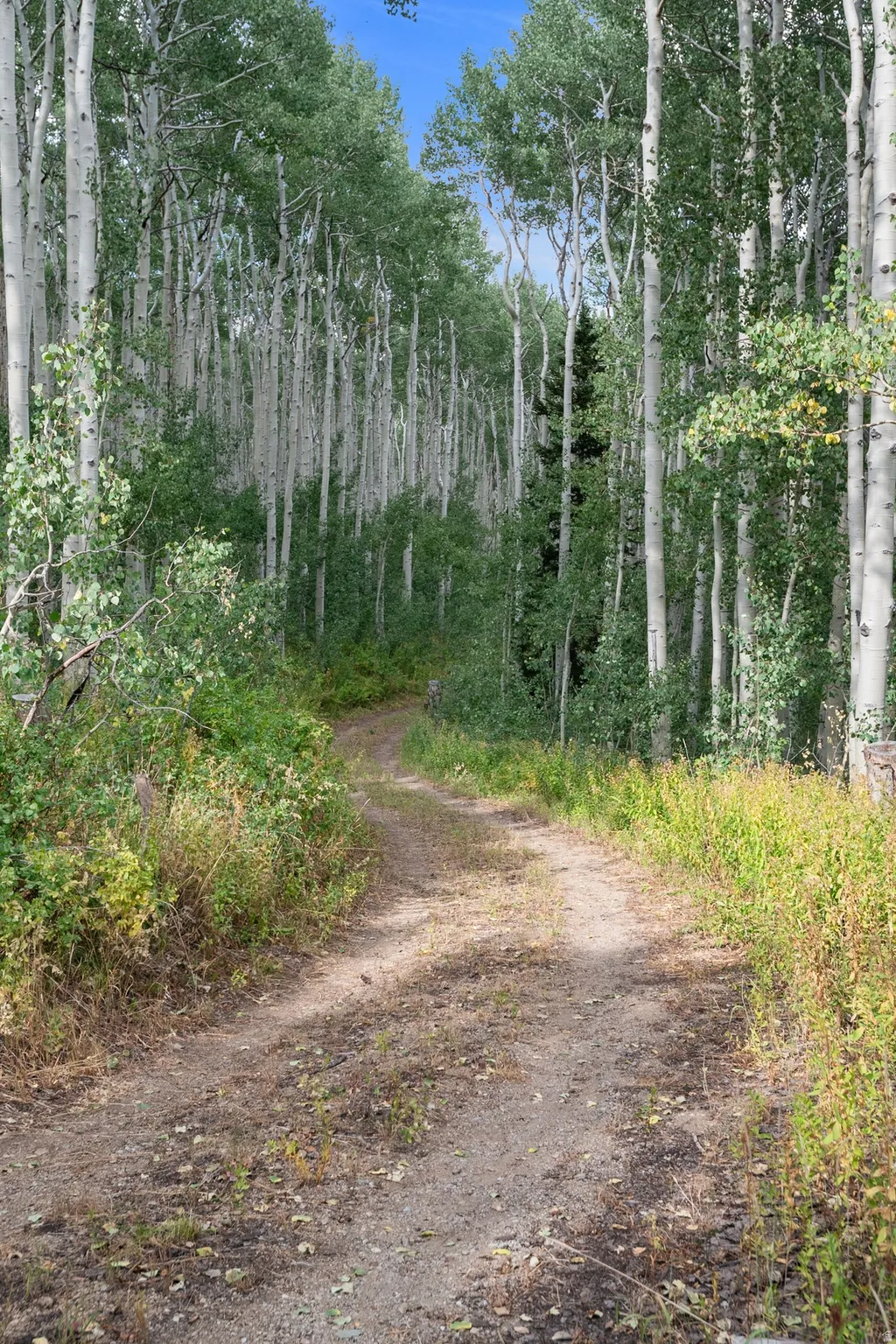 Dirt road surrounded by mature aspen trees and dense foliage