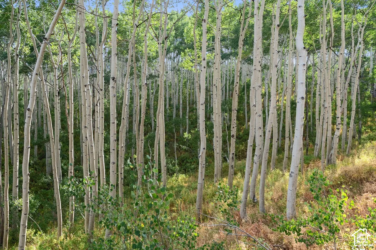 Dense grove of aspen trees with white bark and green foliage