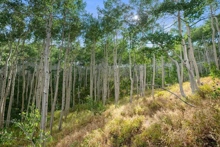 Dense natural landscaping featuring numerous mature aspen trees with white trunks and green foliage