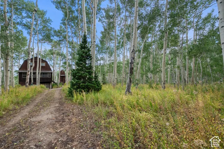 Secluded gambrel roof dwelling surrounded by dense aspen trees and natural foliage