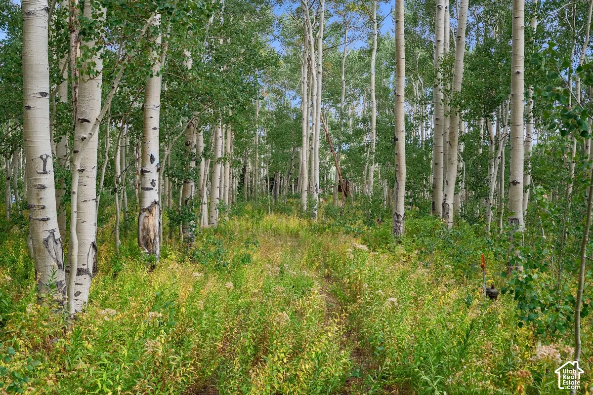 Dense grove of aspen trees with white bark and green foliage