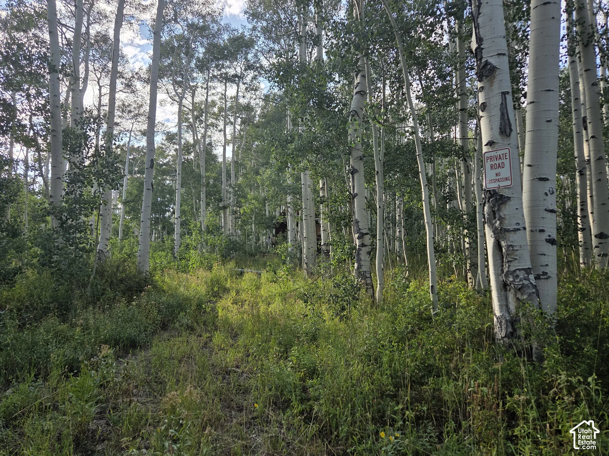 Expansive natural landscape with mature trees and dense ground cover