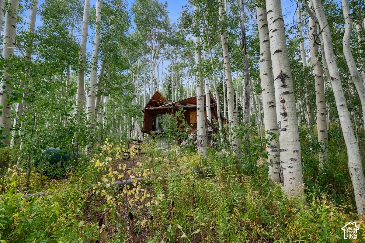 Rustic cabin nestled within a dense grove of aspen trees
