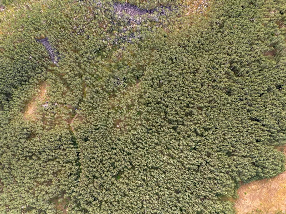 Expansive natural landscape featuring dense tree cover and varied terrain