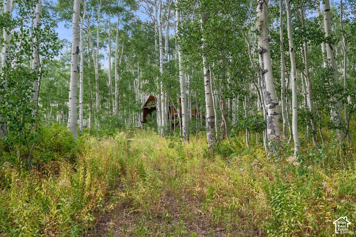 Wood-sided structure nestled among a dense grove of mature aspen trees, featuring an elevated position within the natural landscape and surrounded by varied ground vegetation