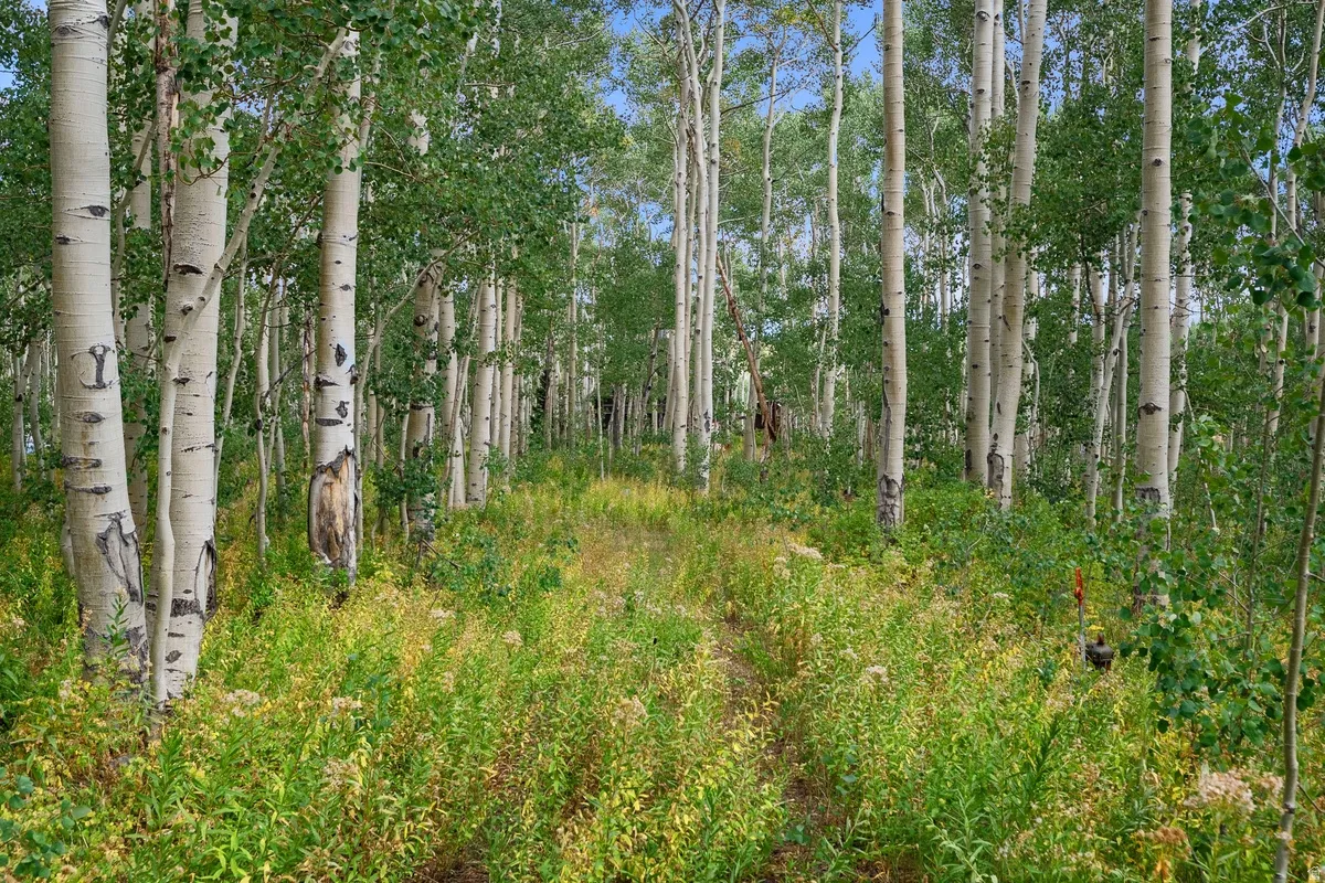 Dense grove of aspen trees with white bark and green foliage