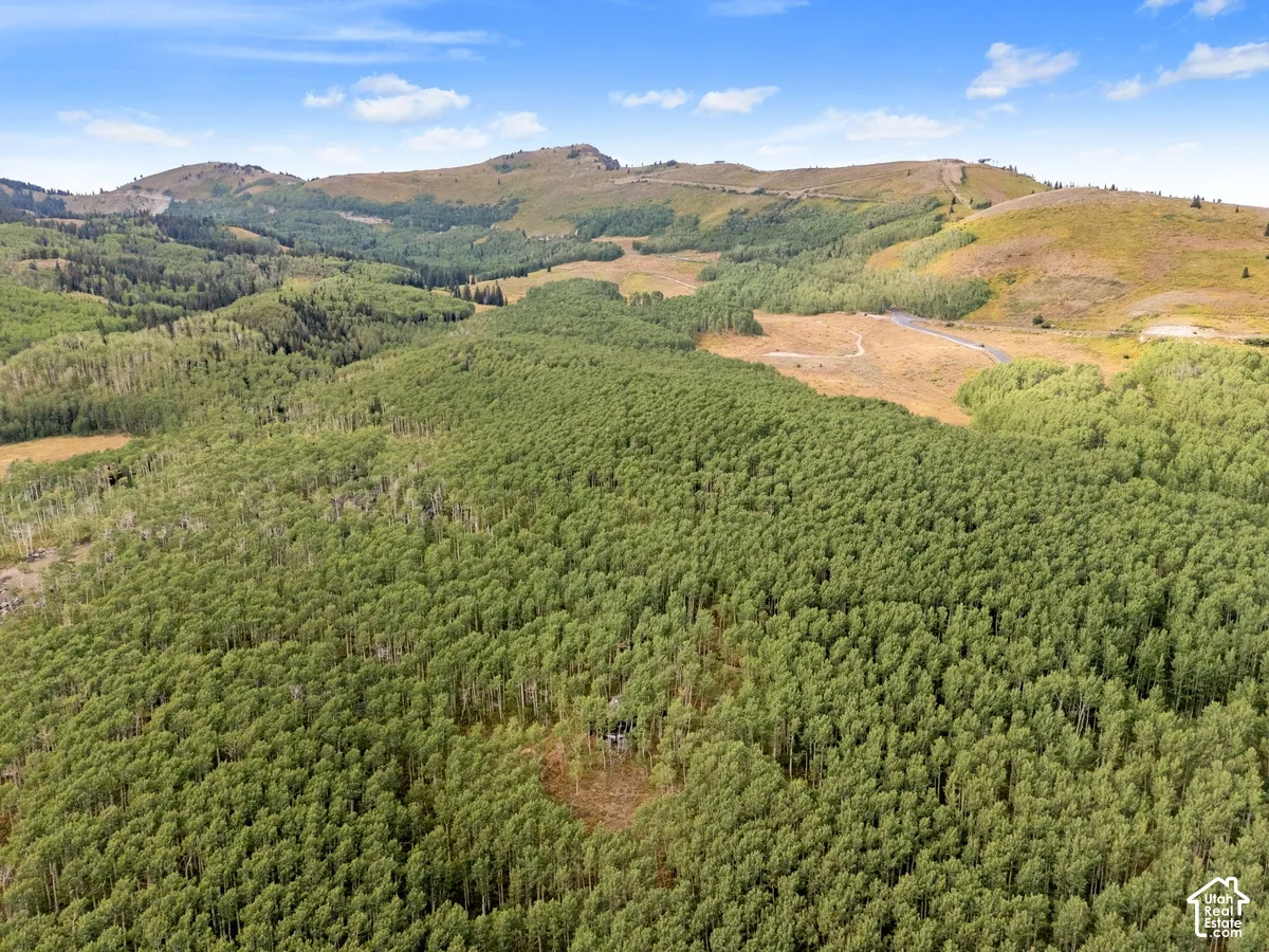 Expansive wooded landscape featuring mature trees and distant rolling hills under a blue sky