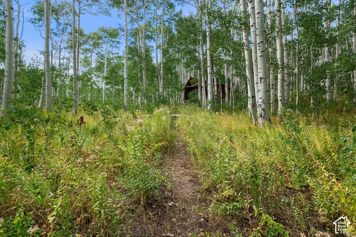 Wooded land featuring mature aspen trees and dense undergrowth