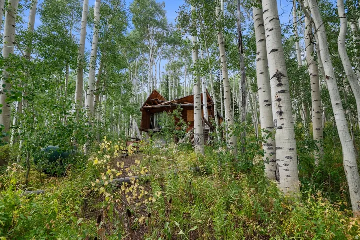 Rustic cabin nestled within a dense grove of aspen trees