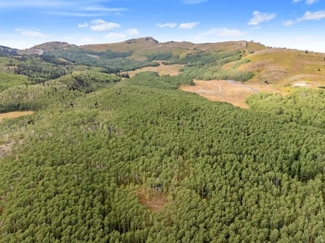 Expansive wooded landscape featuring mature trees and distant rolling hills under a blue sky