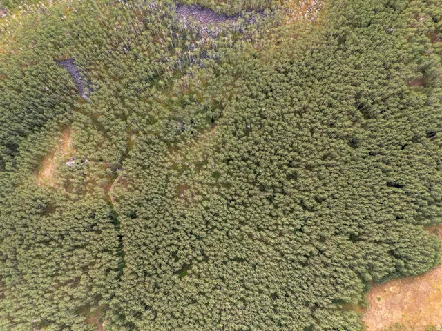 Expansive natural landscape featuring dense tree cover and varied terrain