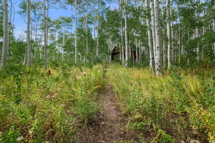 Wooded land featuring mature aspen trees and dense undergrowth