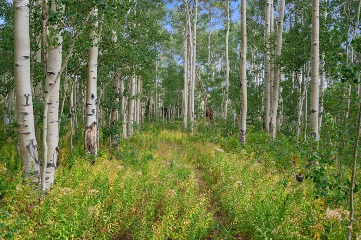 Dense grove of aspen trees with white bark and green foliage