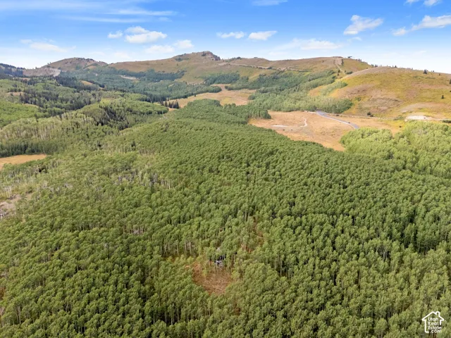 Expansive wooded landscape featuring mature trees and distant rolling hills under a blue sky