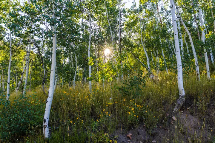 Mature birch and aspen woodland setting with natural understory vegetation and dappled sunlight filtering through the canopy