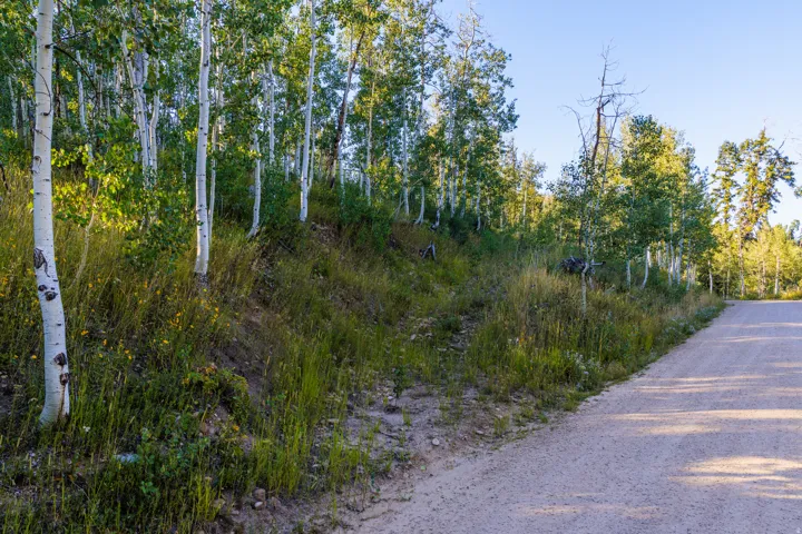 Gravel road bordered by a dense forest of mature trees and natural ground cover