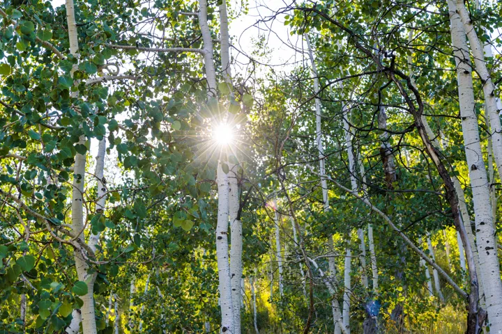 Mature birch and deciduous forest canopy providing natural shade and privacy